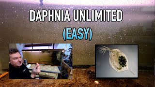 How I Raise Daphnia Water Fleas And You Can Too [upl. by Eedna]