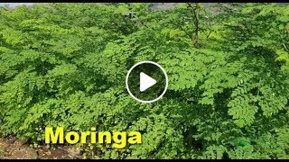 How To Grow Moringa Step By Step [upl. by Arytahs183]