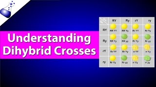 Dihybrid Genetic Cross [upl. by Natehc]