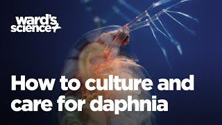 Caring and Culturing for Daphnia [upl. by Korten849]