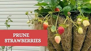 How To Prune Strawberries  Pruning Strawberry Plants  August 2020 [upl. by Ulyram189]