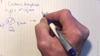 Carbonic anhydrase mechanism [upl. by Orville]