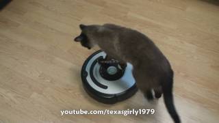 Cat shows HOW TO use iRobot Roomba Vacuum [upl. by Daveda]