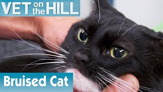 🐱 Bruised Cat Is Lost  FULL EPISODE  S02E01  Vet On The Hill [upl. by Dasi194]