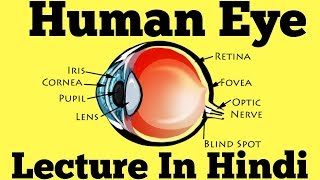 Human Eye Diagram Explained in Hindi [upl. by Etteuqal]