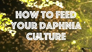 How To Feed Your Daphnia Culture [upl. by Aihsenor]