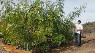 Moringa Trees Over 13 Feet Tall In First Year Intensive Cultivation  85 Month Update [upl. by Eadie]