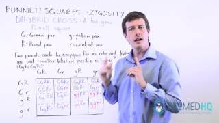 Dihybrid Cross Dihybrid Punnett Square  Made Easy [upl. by Airahcaz]