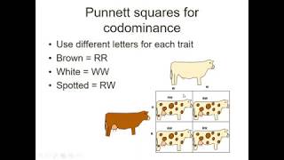 PPT Codominance Punnett Squares [upl. by Ideih]