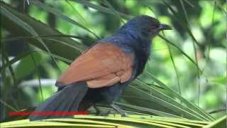 Crow Pheasant  Greater Coucal  Centropus Sinensis Bird [upl. by Snave150]