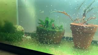 Daphnia Culturing Snails or no snails [upl. by Elwina]