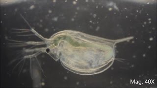 Daphnia magna under the Microscope [upl. by Greenwell]