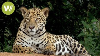 Secret Brazil Jaguar the king of the Pantanal  Animal documentary  Part 12 [upl. by Ange717]