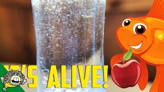 How to culture Vinegar Eels The EASY Way Live Fish Food [upl. by Lledo490]