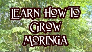 How To Grow Moringa [upl. by Penthea]