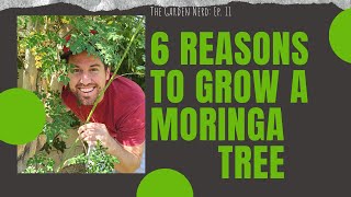 6 Reasons To Grow A Moringa Tree In Your Backyard [upl. by Shir]