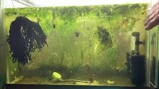 Scuds Daphnia Cherry Shrimp Copepods My aquatic food culture [upl. by Tala]