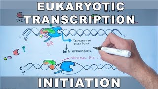 Transcription Initiation in Eukaryotes [upl. by Babcock922]