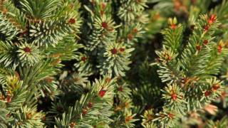 Picea Omorika Pimoko HD [upl. by Garaway]