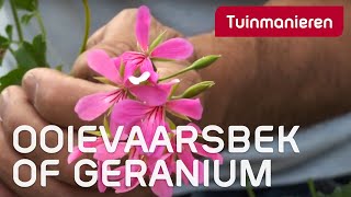 De ooievaarsbek of geranium Huh Geranium  Tuinmanieren [upl. by Fugate297]