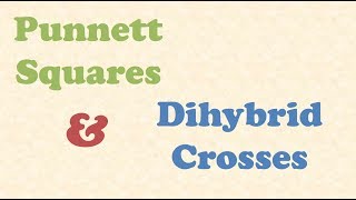 Punnett Squares and Dihybrid Crosses [upl. by Nivrac533]