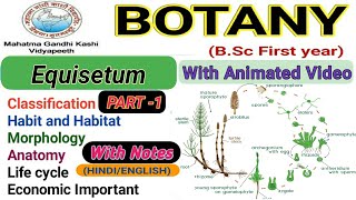 EquisetumMorphologyAnatomyReproductionlife cycle Part1 [upl. by Phio162]