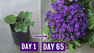 Secrets to Get 10X More Flowers on Cineraria Plants With UPDATES [upl. by Thornie]