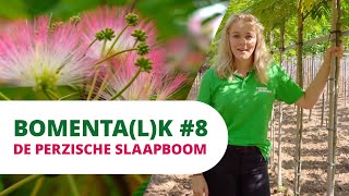 BOMENTALK 8  De Perzische Slaapboom [upl. by Hellah672]