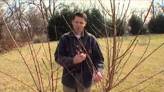 Pruning Peaches [upl. by Leina]