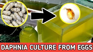 HOW TO HATCH DAPHNIA EGGS  HOW TO CULTURE DAPHNIA [upl. by Goldy]