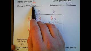 Punnett Squares Examples [upl. by Sirad]