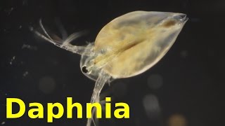 Daphnia [upl. by Aowda]