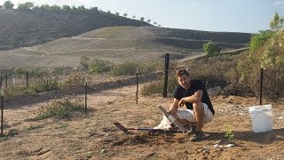 Planting Your Moringa Tree [upl. by Hubble]