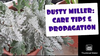 DUSTY MILLER CARE TIPS amp PROPAGATION [upl. by Kristofor]