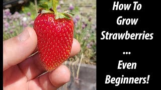 How To Grow Strawberries  For Beginners [upl. by Ysnil207]