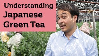 Understanding Japanese Green Tea JAPAN TRIP [upl. by Wavell850]