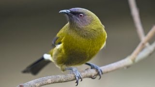 New Zealand Bellbird Song [upl. by Fielding841]