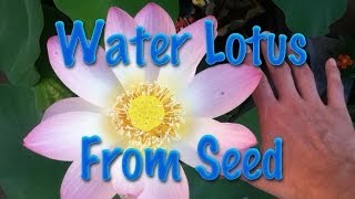 Starting Water Lotus from Seed [upl. by Ahsikcin]