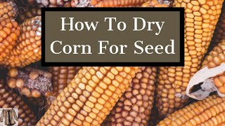 How To Dry Corn amp Seed Saving Tips [upl. by Ysabel]