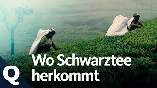 Schwarzer Tee So wichtig ist das Anbaugebiet  Quarks [upl. by Vod]