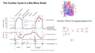 The Cardiac Cycle [upl. by Llewellyn]