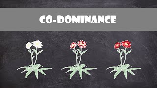 Codominance  Genetics [upl. by Campbell]