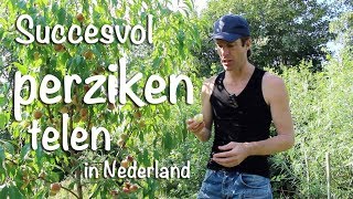 Succesvol perziken telen in Nederland [upl. by Dreher376]