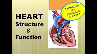 Heart Structure and Function Cardiac Cycle Malayalam Biology Video [upl. by Pollux]