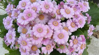 How to grow and care for Paricallis Hybrida Florists Cineraria [upl. by Eciral688]