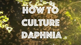 How To Culture Daphnia Magna [upl. by Atiniuq82]