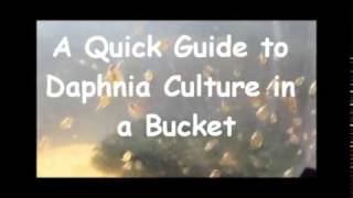 How to culture daphnia outside [upl. by Elledoj345]