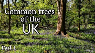 Common trees of the UK Part 1 Oak Hazel Ash Silver Birch Horse Chestnut  Beech [upl. by Morrison]