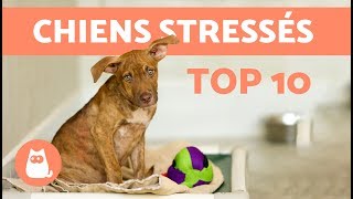 10 choses qui stressent votre chien [upl. by Idou]