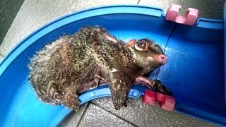 Malayan colugo rescue and release [upl. by Aduhey765]